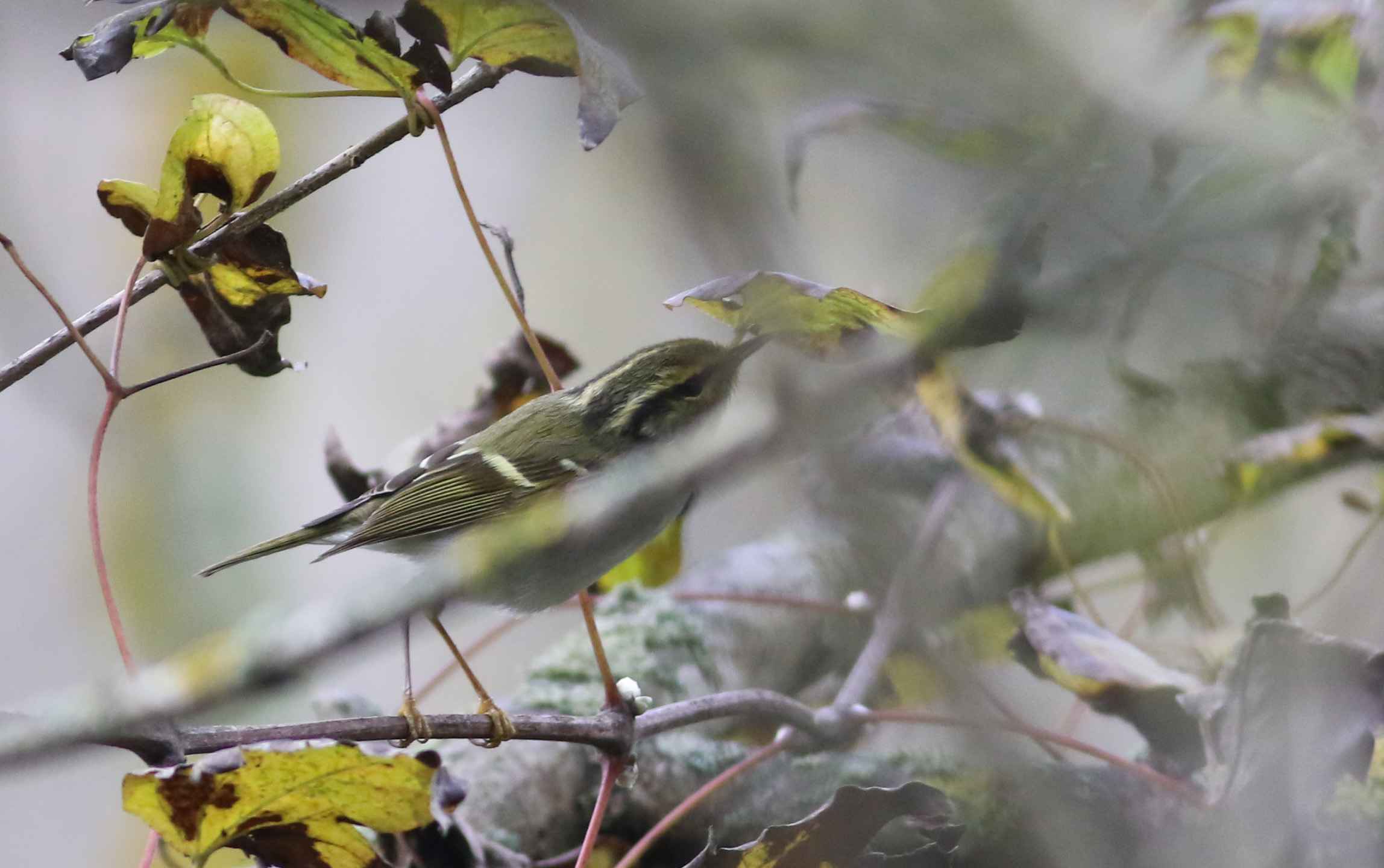 Pallas's Leaf Warbler
